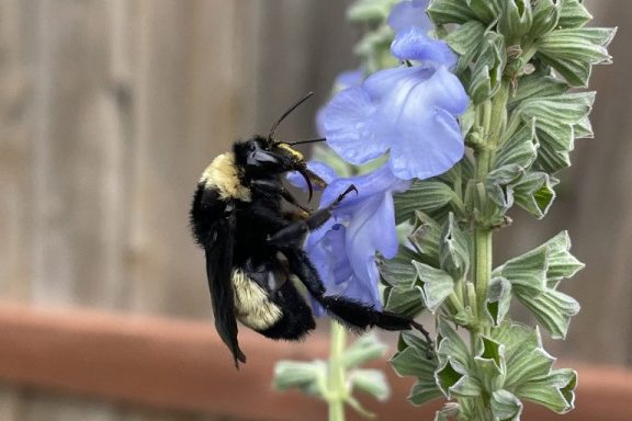 A black and yellow fuzzy bumble bee sits on the purple petals of a flower