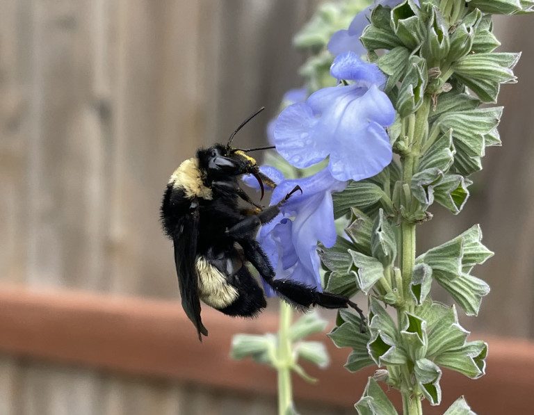 A black and yellow fuzzy bumble bee sits on the purple petals of a flower