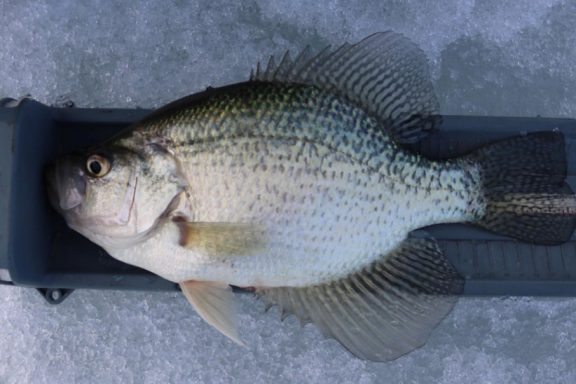 crappie on a bump board