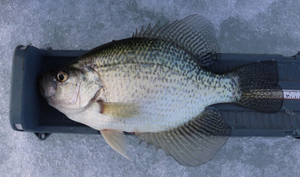 crappie on a bump board