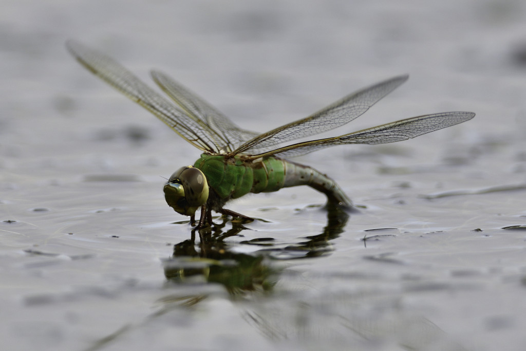 A dragonfly lands on water