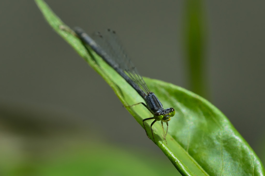 A black damselfly sits parallel to a leaf's edge