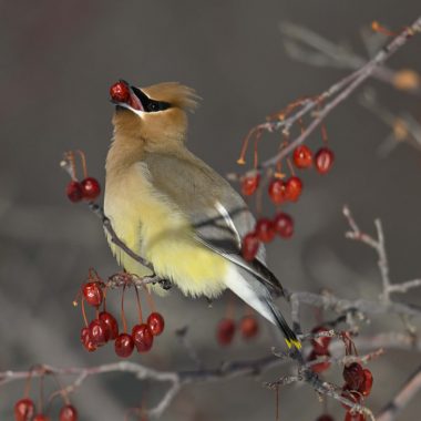 Cedar waxwing, a yellow bird, squeezes a red berry between its beak.