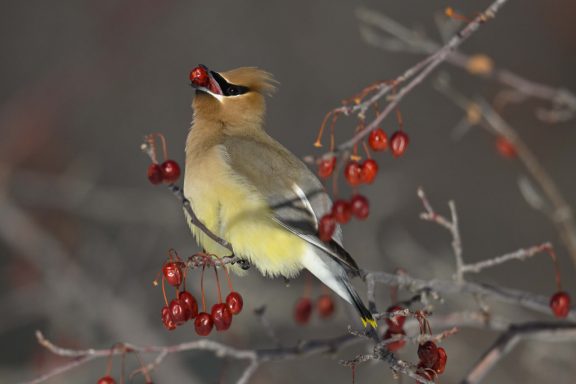 Cedar waxwing, a yellow bird, squeezes a red berry between its beak.