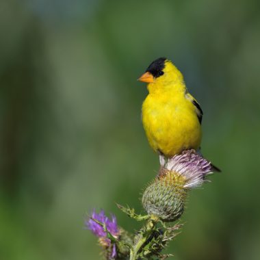 a small yellow bird with a bright orange beak sits on a purple thistle flower head