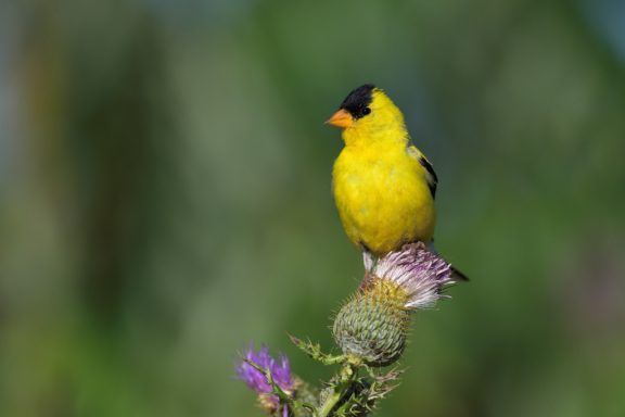 a small yellow bird with a bright orange beak sits on a purple thistle flower head