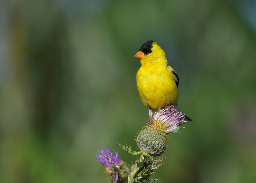 a small yellow bird with a bright orange beak sits on a purple thistle flower head