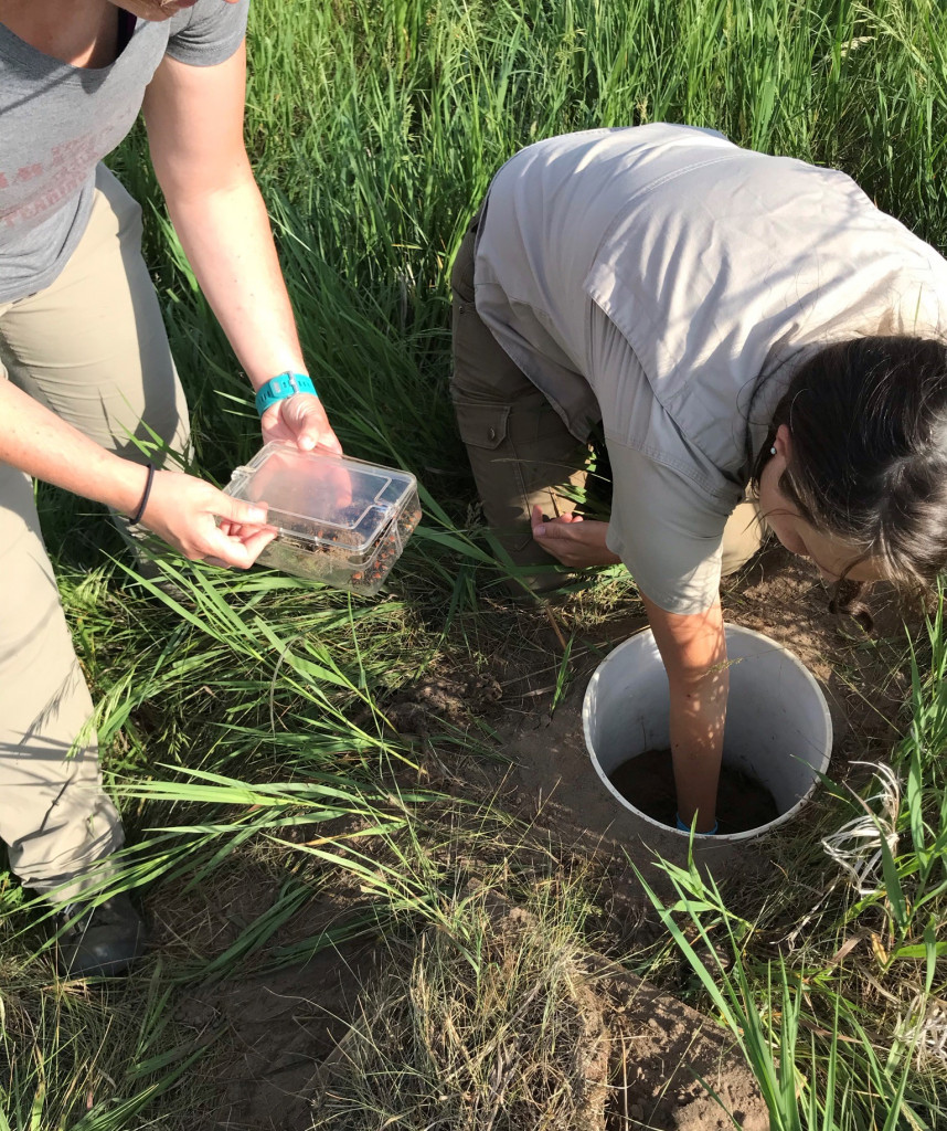 Wildlife biologists remove beetles from the trap in the Sandhills of Nebraska.