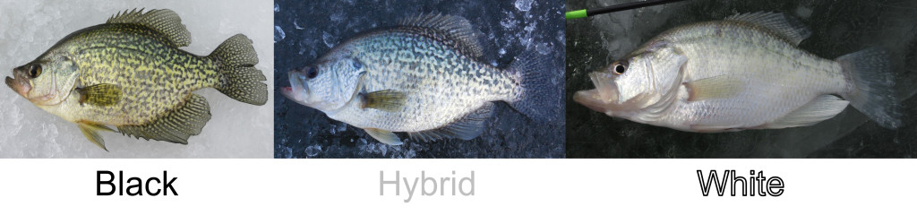 crappie hybrid 