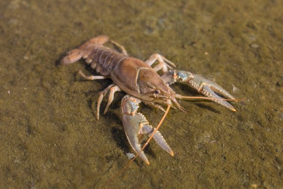 A crayfish in water.