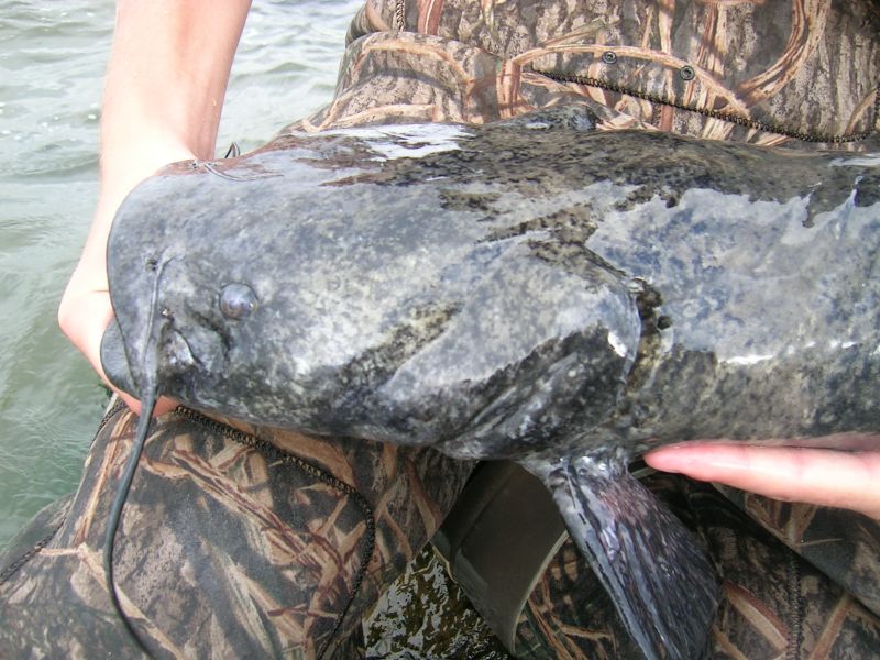 flathead catfish