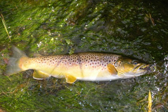 brown trout