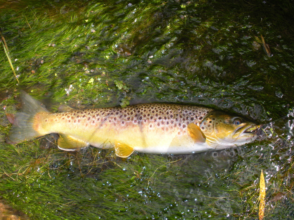 brown trout