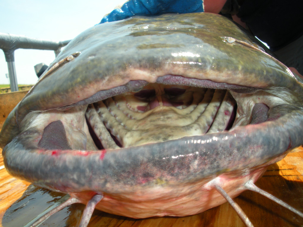 flathead catfish mouth