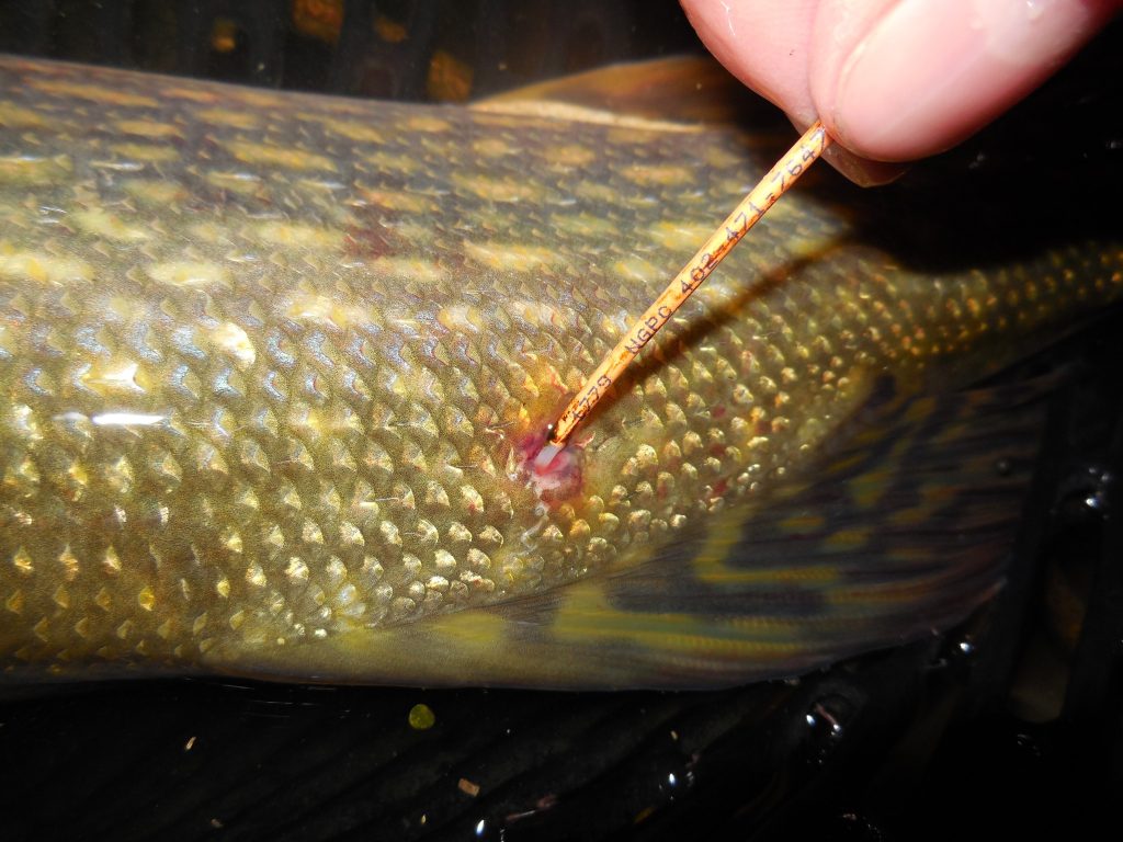 tag on a pike