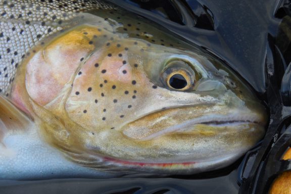 cutthroat trout