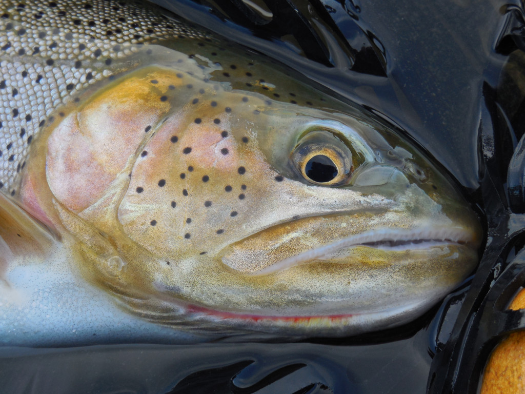 cutthroat trout