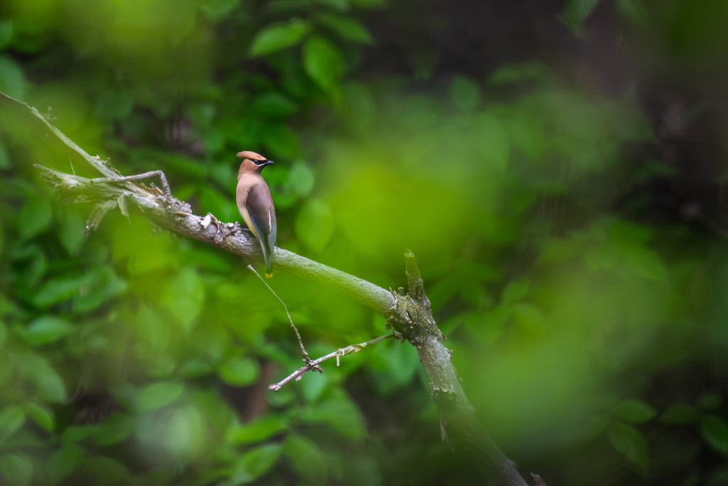 A cedar waxwing takes rest under a canopy of trees which line the prairie.