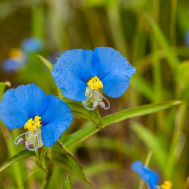 A close-up of dayflower, its beautiful blue flowers with their yellow centers, are at the forefront with their green leaves in the background.