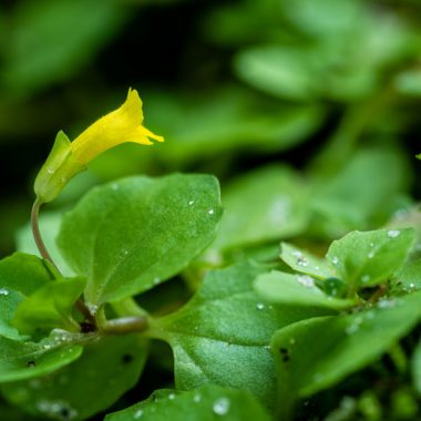 A close-up of a single, yellow, roundleaf monkey-flower amongst a host of green leaves.