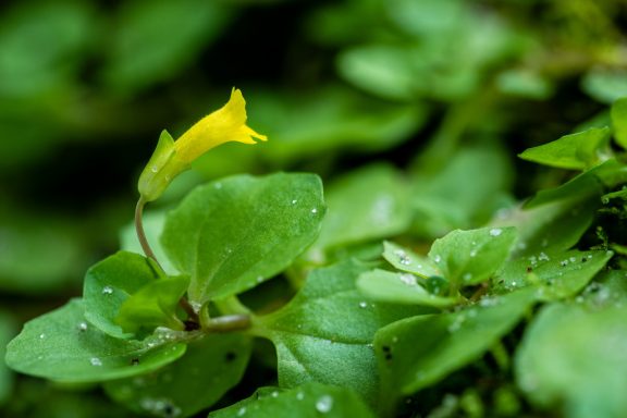 A close-up of a single, yellow, roundleaf monkey-flower amongst a host of green leaves.