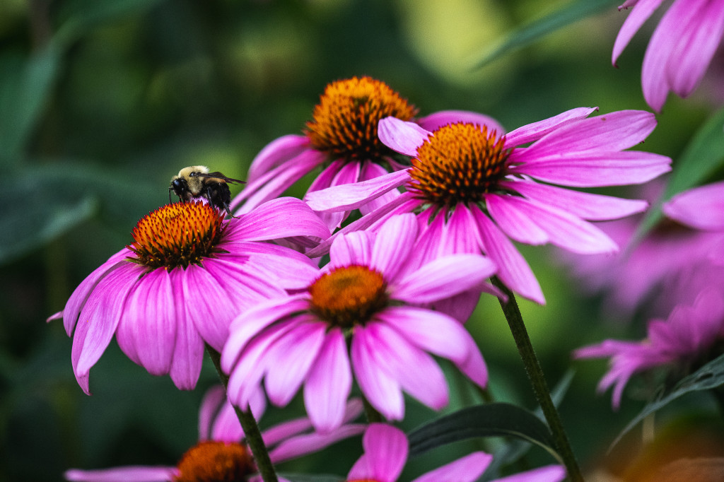 A bumblebee gets nectar from a lovely coneflower.