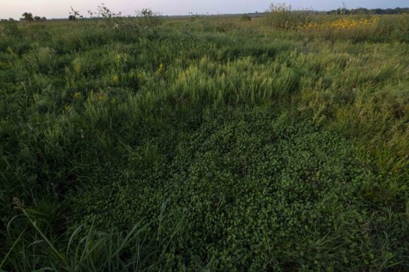 Various shades of green are revealed in a field covered by water clover.