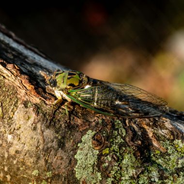 A scissors grinder, with its multicolored green and black body and wings, sits on a tree limb. A white strip runs down this insect's sides.