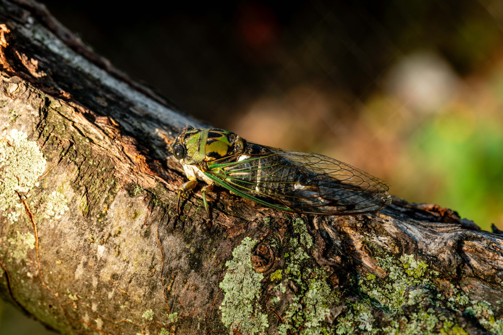 A scissors grinder, with its multicolored green and black body and wings, sits on a tree limb. A white strip runs down this insect's sides.