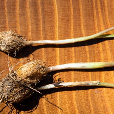 A close-up of the brown roots and whiteish green stalk of a plains onion photographed on a kitchen table.