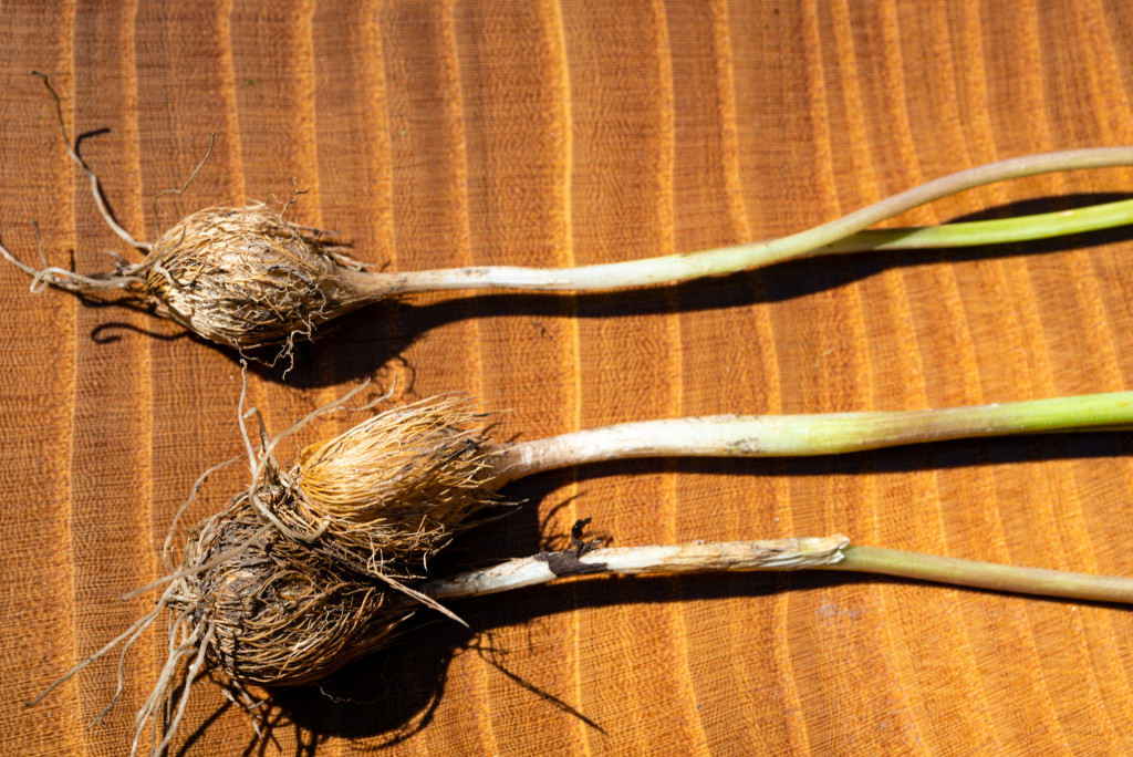 A close-up of the brown roots and whiteish green stalk of a plains onion photographed on a kitchen table.