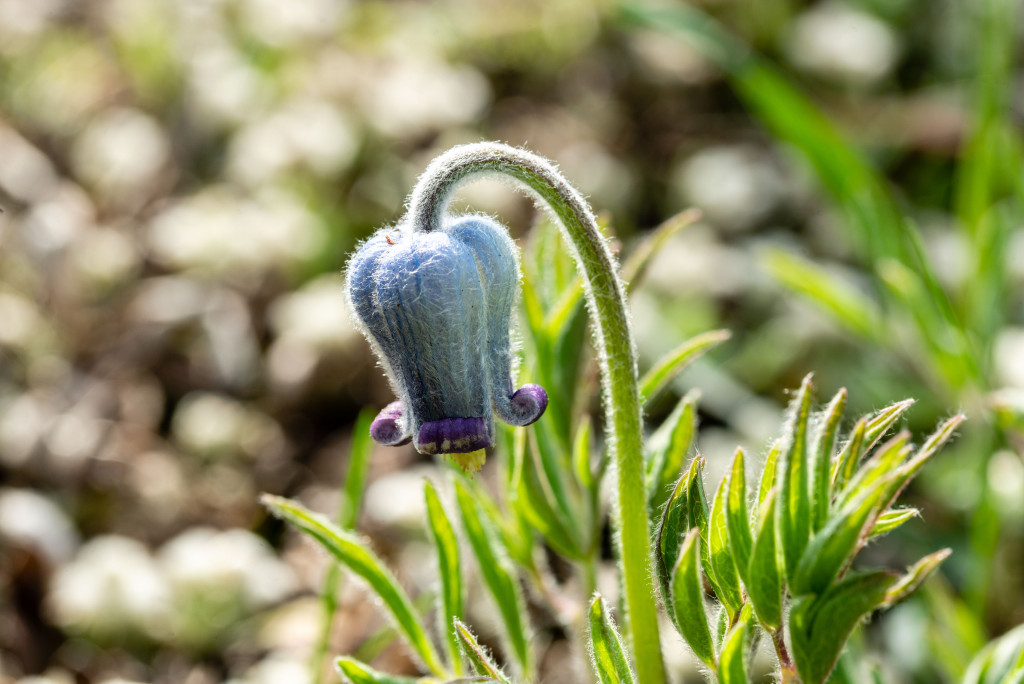 A close-up view of hairy clematis, its purplish-blue bloom turned downward from its sturdy stalk.