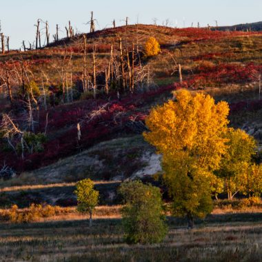 A hillside of tree stumps and smooth sumac, its fall colors showing red leaves, overlook a yellow-leaved cottonwood tree in the central Niobrara River Valley.