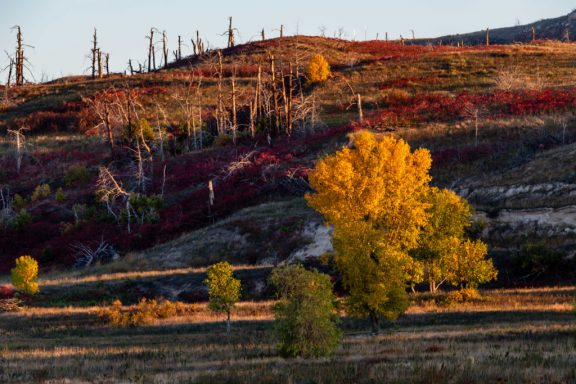 A hillside of tree stumps and smooth sumac, its fall colors showing red leaves, overlook a yellow-leaved cottonwood tree in the central Niobrara River Valley.