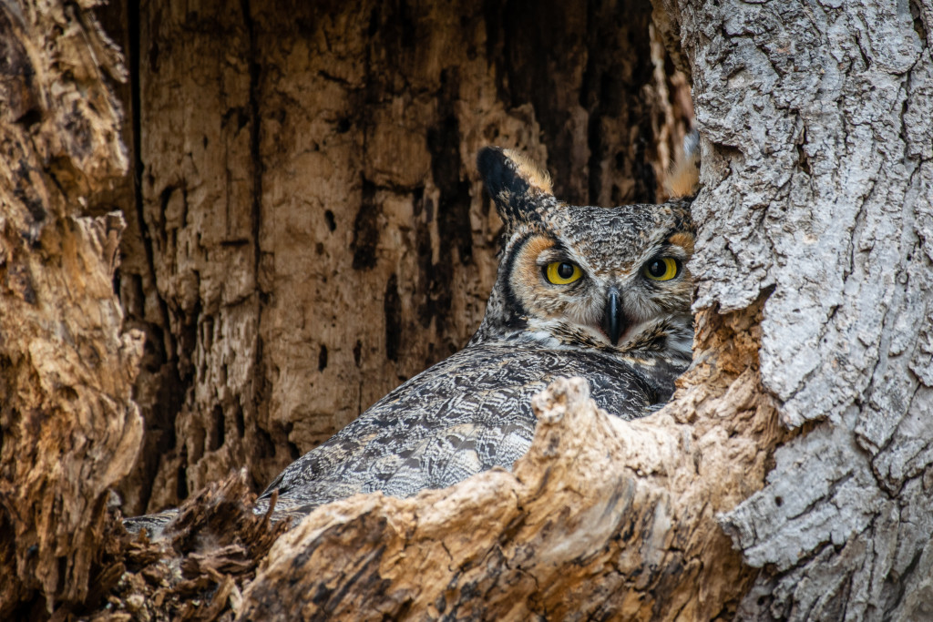 A female great-horned owl sits on a new nest.