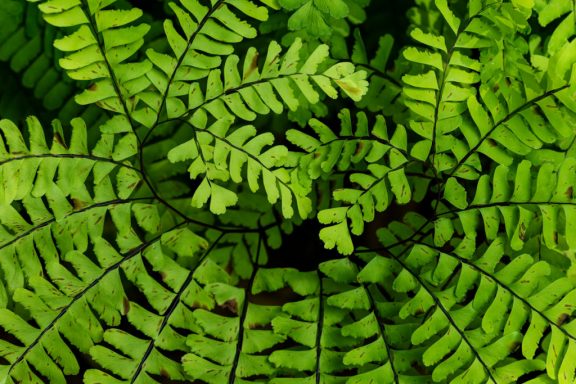 A close-up of a maidenhair fern is a spiral of green leaves.