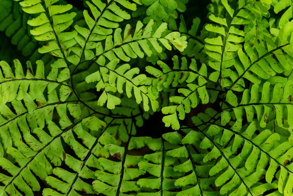 A close-up of a maidenhair fern is a spiral of green leaves. 