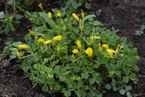 Yellow wood-sorrels grow from a clover-like, bushy base and have yellow, five-pedaled flowers about the size of a fingernail.