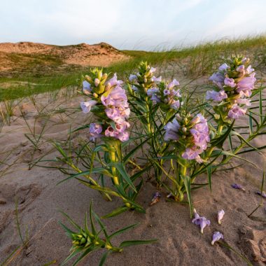 The pinkish, purple flowers of blowout penstemon grow on the leeward side of a Sandhills dune.