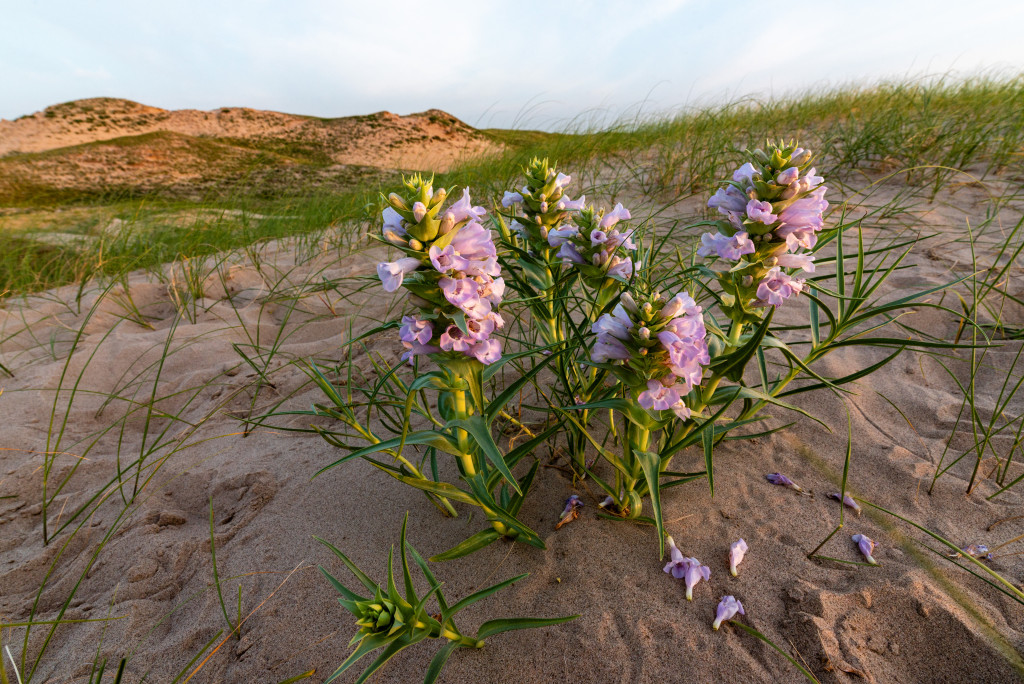 The pinkish, purple flowers of blowout penstemon grow on the leeward side of a Sandhills dune.