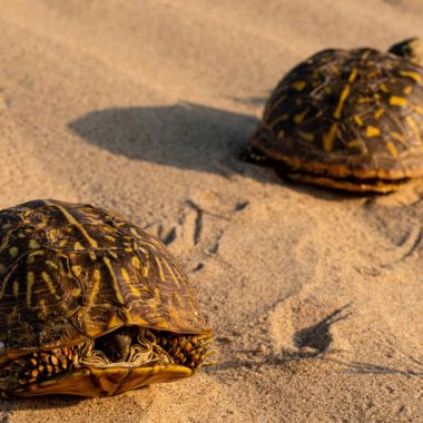 Two ornate box turtles, each facing in opposite directions, crawl across the sand.