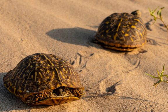 Two ornate box turtles, each facing in opposite directions, crawl across the sand.