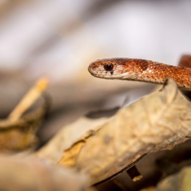 a detail shot of the head of a slithering Dekay's brownsnake