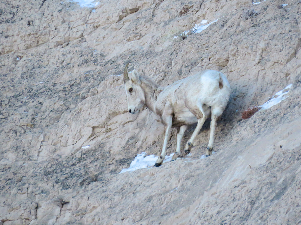 A juvenile bighorn sheep blends in with a butte