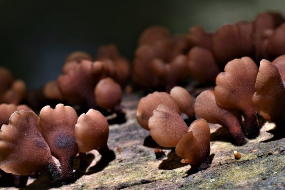 Dacryopinax elegans, this jelly fungi, is brown, fuzzy, and looks like little fan-shaped, brown clams stuck to the side of a three trunk.