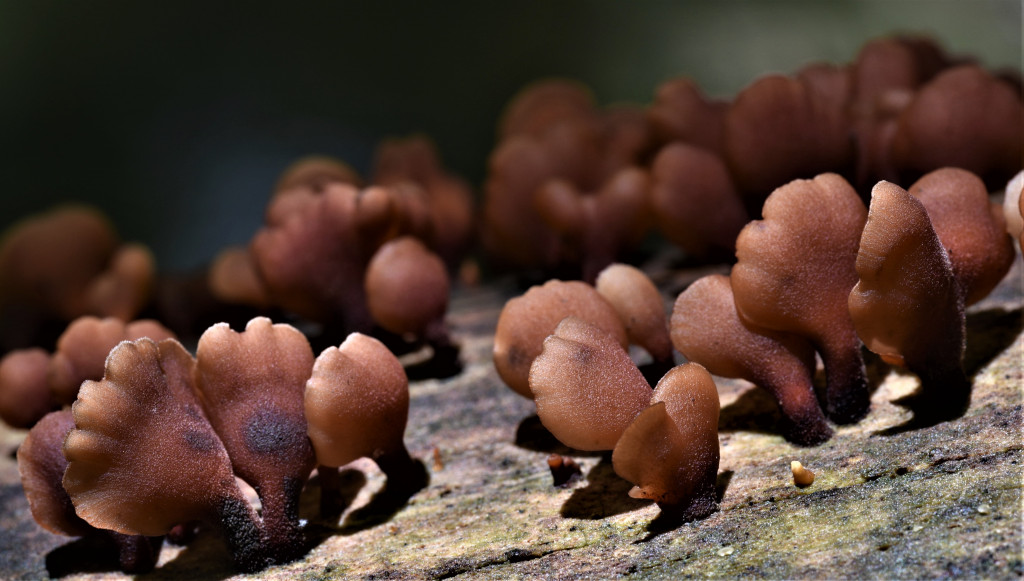 Dacryopinax elegans, this jelly fungi, is brown, fuzzy, and looks like little  fan-shaped, brown clams stuck to the side of a three trunk. 