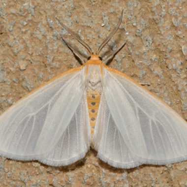 A cycnia moth on a tan background