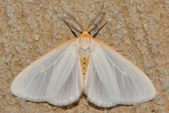 A cycnia moth on a tan background