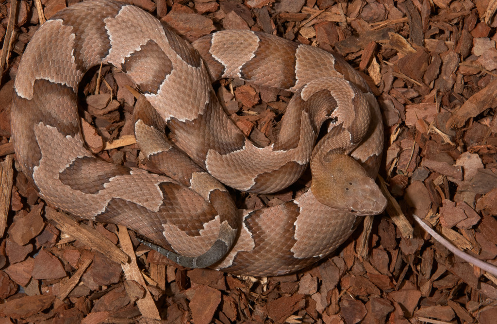 A copperhead snake