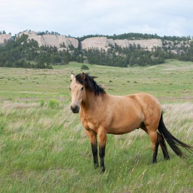 A light tan horse stands in a grass area